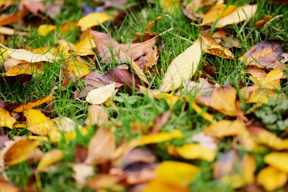 Fall leaf clearing in Dover-Foxcroft ME