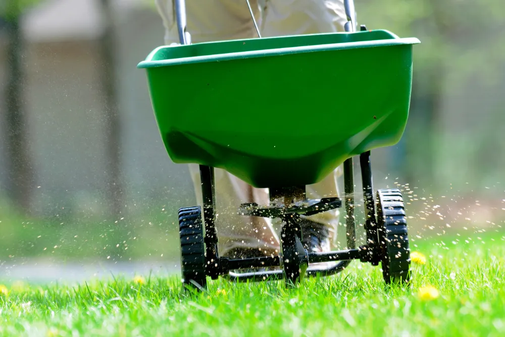 Overseeding lawn in Dover-Foxcroft ME in the Fall